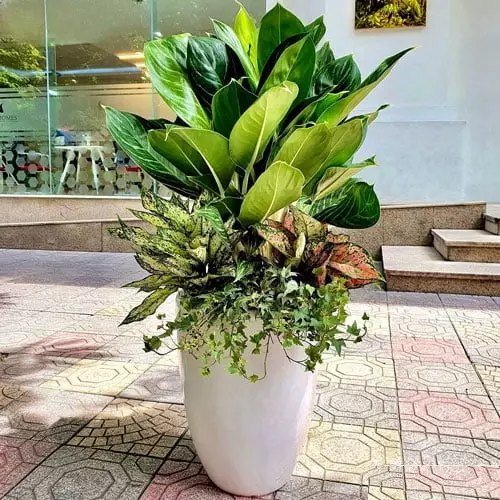 Cây bạch mã hoàng tử